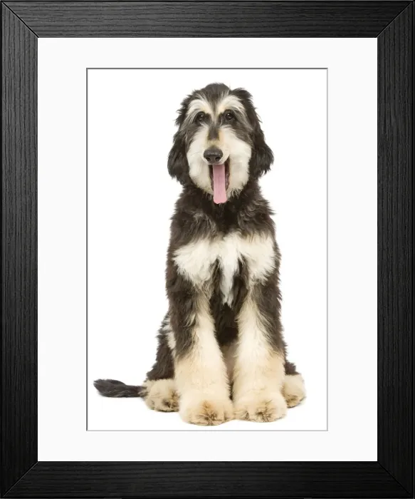 Framed Print : Dog - Afghan Hound - yawning Framed Print : Dog - Afghan Hound - yawning