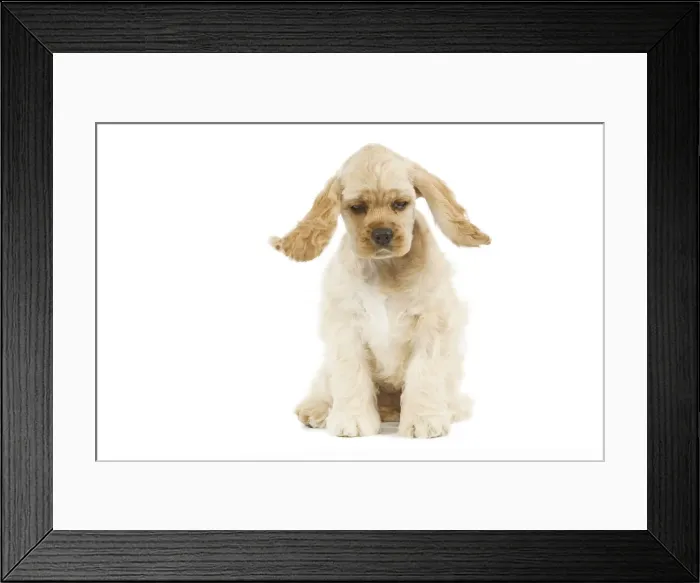 Framed Print : Dog - American Cocker Spaniel Framed Print : Dog - American Cocker Spaniel