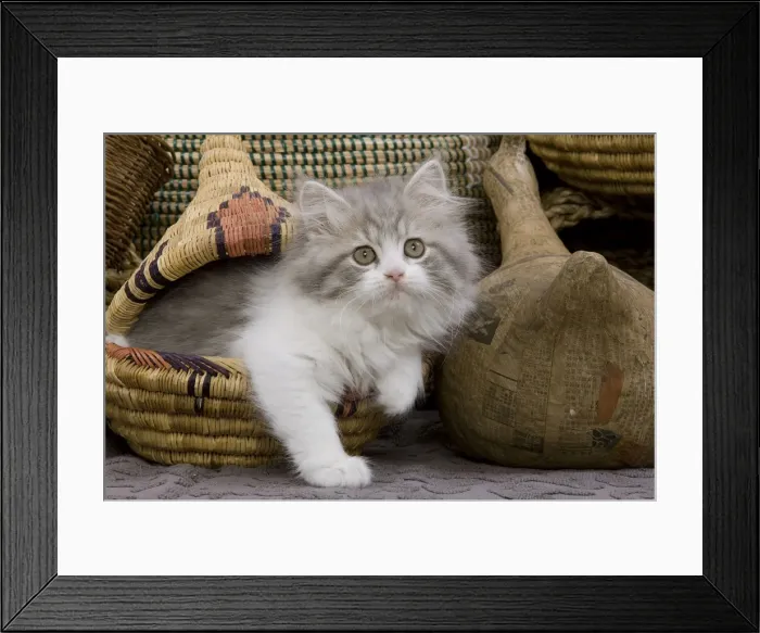 Framed Print : Cat - British longhair - 8 week old kitten in basket