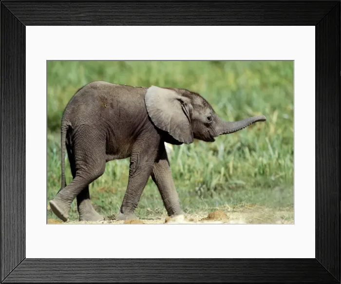 Framed Print : African Elephant - calf. Africa Framed Print : African Elephant - calf. Africa