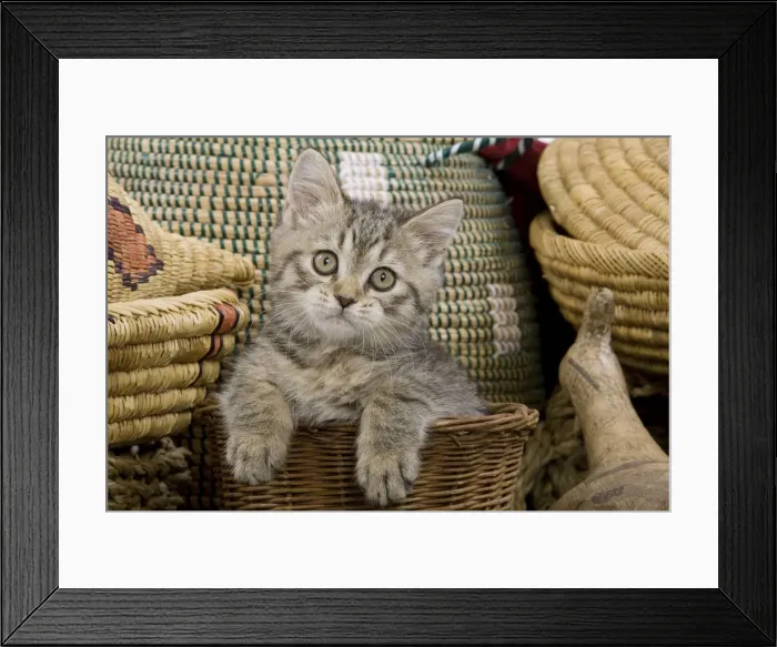 Framed Print : Cat - British Shorthair - 8 week old kitten in basket Framed Print : Cat - British Shorthair - 8 week old kitten in basket