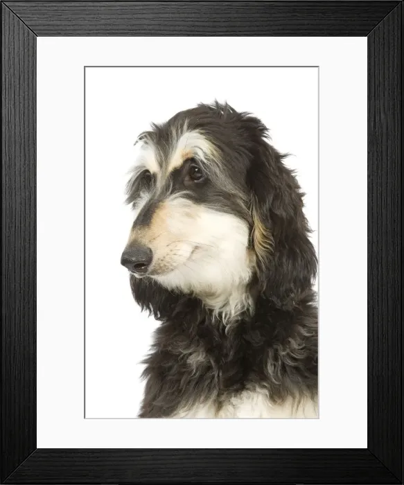 Framed Print : Dog - Afghan Hound Framed Print : Dog - Afghan Hound