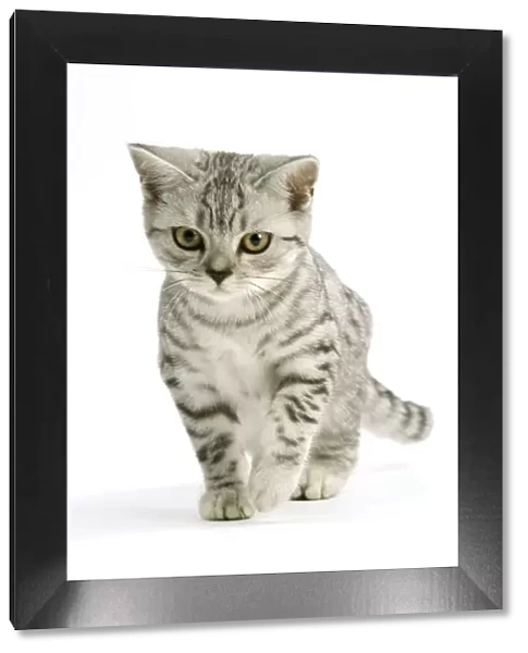 Cat - British shorthair - silver tabby spotted in studio - kitten