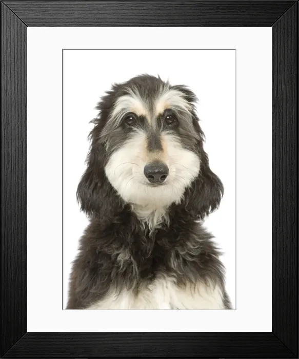 Framed Print : Dog - Afghan Hound Framed Print : Dog - Afghan Hound