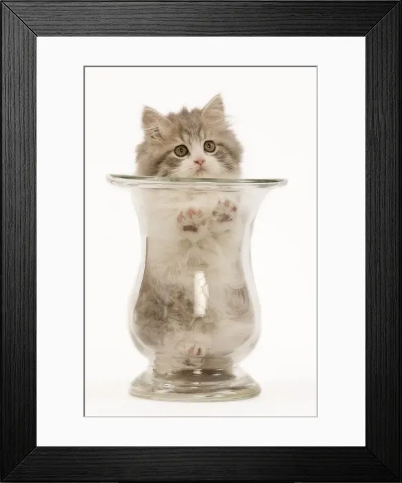 Framed Print : Cat - British longhair - 8 week old kitten in vase Framed Print : Cat - British longhair - 8 week old kitten in vase