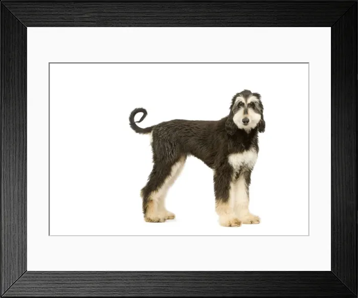 Framed Print : Dog - Afghan Hound Framed Print : Dog - Afghan Hound