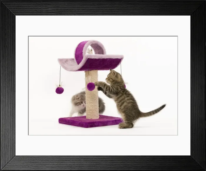 Framed Print : Cat - British longhair - 8 week old kitten playing on cat activity centre / scratch post Framed Print : Cat - British longhair - 8 week old kitten playing on cat activity centre / scratch post