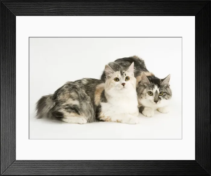 Framed Print : Cat - Kurilian Bobtail - two in studio Framed Print : Cat - Kurilian Bobtail - two in studio