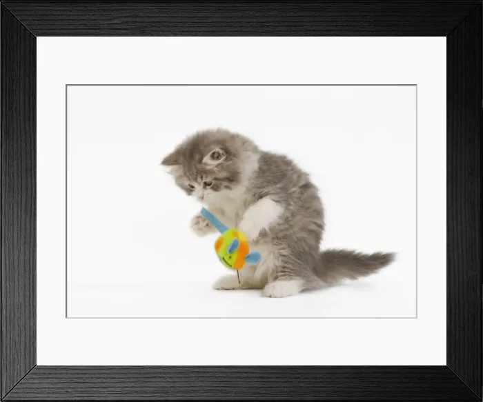 Framed Print : Cat - British longhair - 8 week old kitten playing with toy mouse Framed Print : Cat - British longhair - 8 week old kitten playing with toy mouse