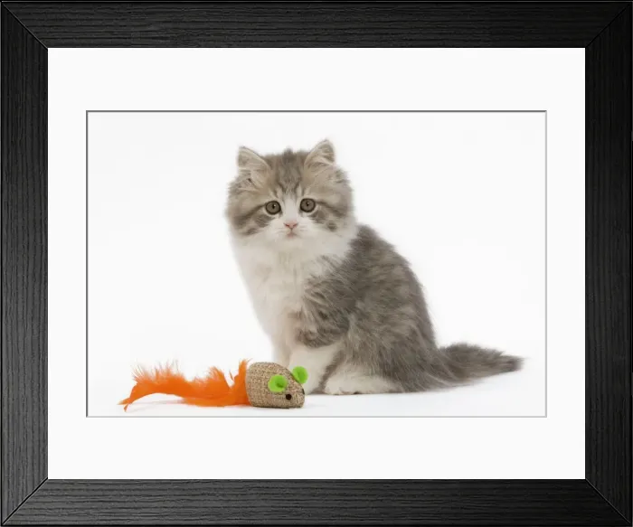 Framed Print : Cat - British longhair - 8 week old kitten with toy mouse