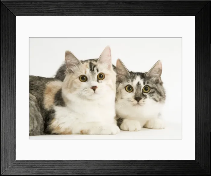 Framed Print : Cat - Kurilian Bobtail - two in studio Framed Print : Cat - Kurilian Bobtail - two in studio