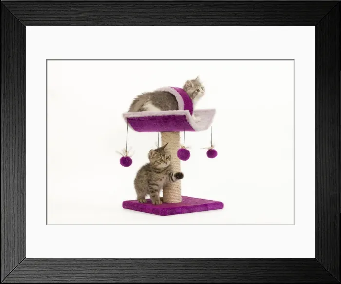 Framed Print : Cat - British longhair - 8 week old kitten playing on cat activity centre / scratch post Framed Print : Cat - British longhair - 8 week old kitten playing on cat activity centre / scratch post