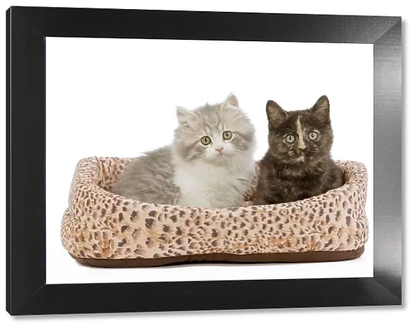 Cat - British longhair & shorthair - 8 week old kittens in cat bed