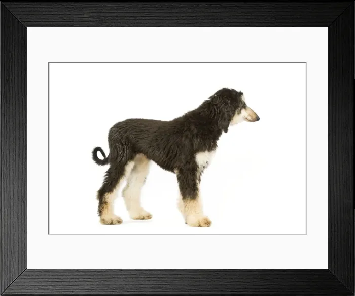 Framed Print : Dog - Afghan Hound Framed Print : Dog - Afghan Hound