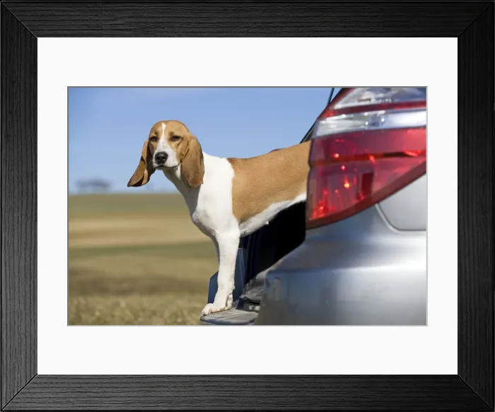 Framed Print : Dog - Schweizerischer Niederlaufhund / Small Swiss Hound - looking out of boot of car Framed Print : Dog - Schweizerischer Niederlaufhund / Small Swiss Hound - looking out of boot of car