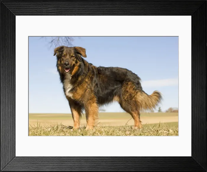 Framed Print : Dog - mongrel outside Framed Print : Dog - mongrel outside