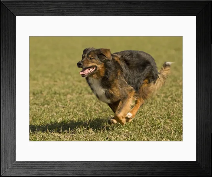 Framed Print : Dog - mongrel outside running Framed Print : Dog - mongrel outside running