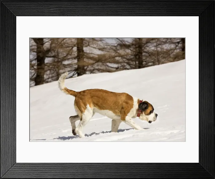 Framed Print : Dog - St Bernard in snow Framed Print : Dog - St Bernard in snow