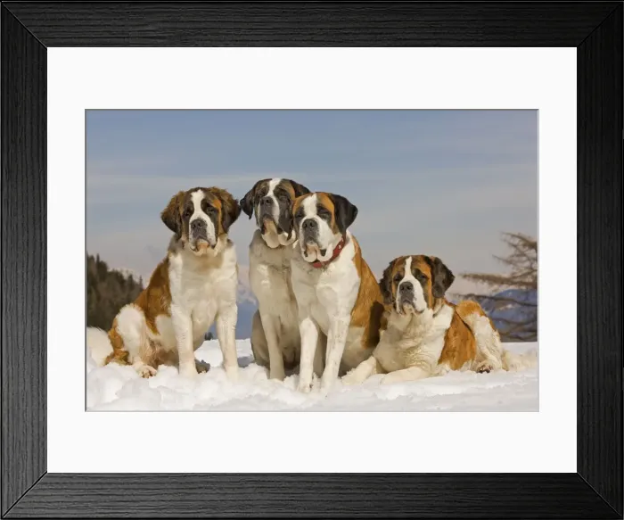 Framed Print : Dog - St Bernard - four sitting in line in snow Framed Print : Dog - St Bernard - four sitting in line in snow