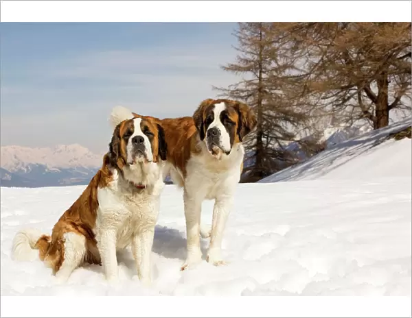 Dog - St Bernard - two sitting in snow