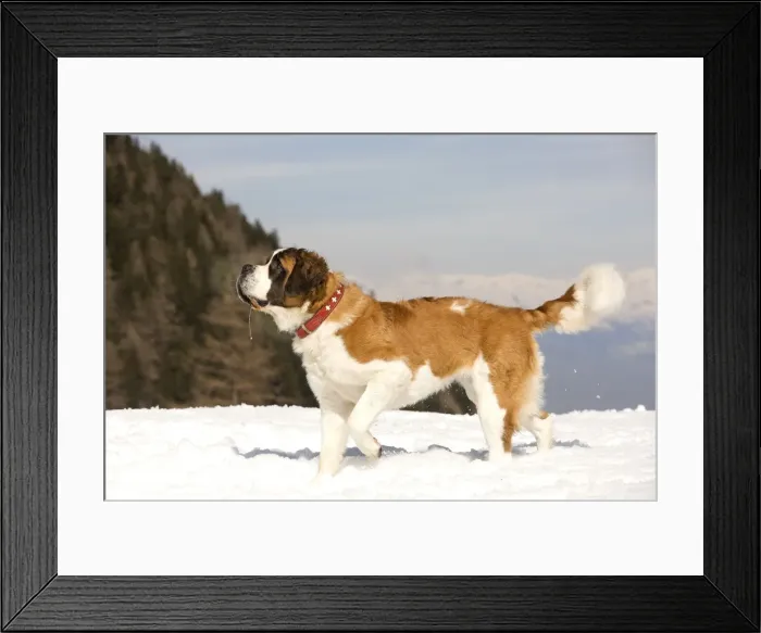 Framed Print : Dog - St Bernard in snow Framed Print : Dog - St Bernard in snow