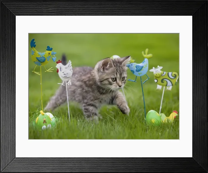 Framed Print : Cat - British Shorthair - 8 week old kitten outside walking through garden ornaments Framed Print : Cat - British Shorthair - 8 week old kitten outside walking through garden ornaments