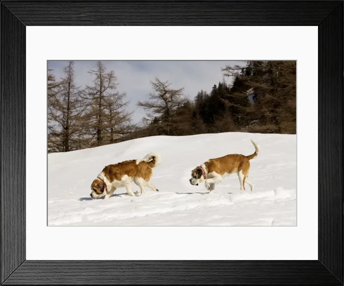 Framed Print : Dog - St Bernard - two sniffing in snow Framed Print : Dog - St Bernard - two sniffing in snow