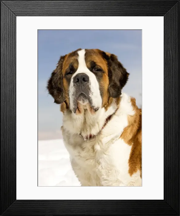 Framed Print : Dog - St Bernard Framed Print : Dog - St Bernard