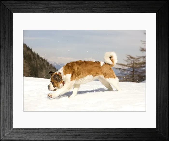 Framed Print : Dog - St Bernard running in snow Framed Print : Dog - St Bernard running in snow