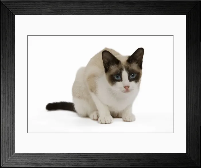 Framed Print : Snowshoe Cat - in studio Framed Print : Snowshoe Cat - in studio