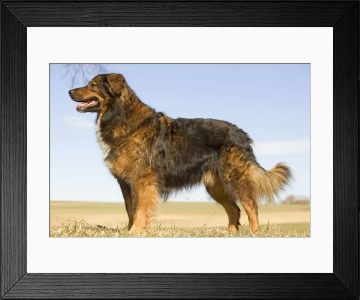 Framed Print : Dog - mongrel outside Framed Print : Dog - mongrel outside