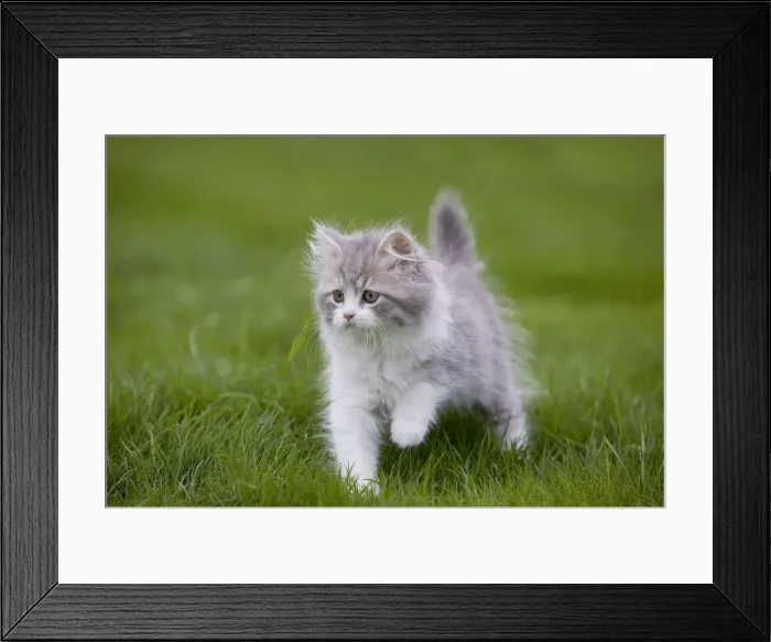 Framed Print : Cat - British longhair - 8 week old kitten outside Framed Print : Cat - British longhair - 8 week old kitten outside