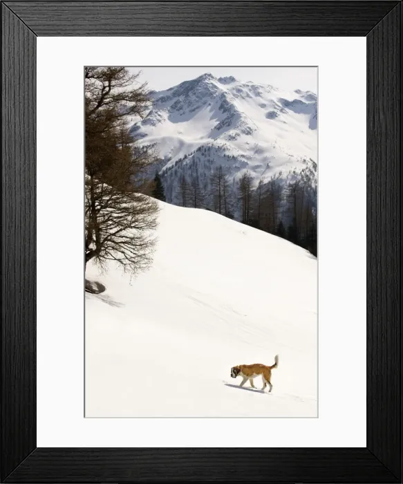Framed Print : Dog - St Bernard - in snowy mountain setting Framed Print : Dog - St Bernard - in snowy mountain setting
