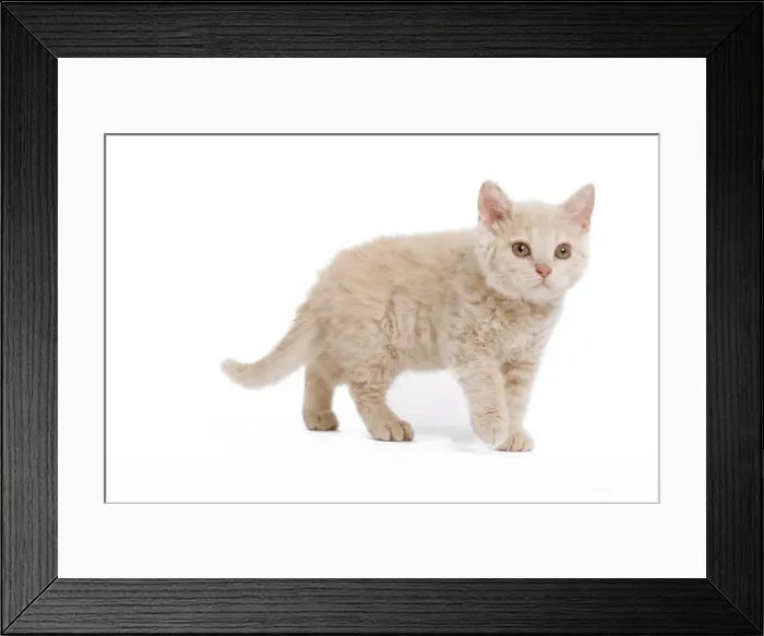 Framed Print : Cat - Selkirk Rex kitten in studio Framed Print : Cat - Selkirk Rex kitten in studio