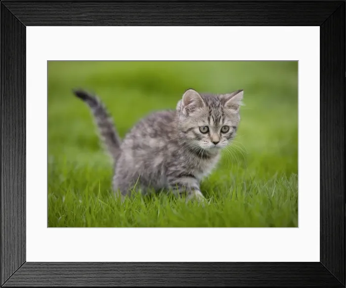 Framed Print : Cat - British Shorthair - 8 week old kitten outside Framed Print : Cat - British Shorthair - 8 week old kitten outside