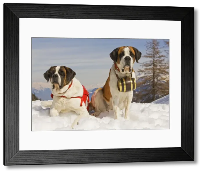 Framed Print : Dog - St Bernard - two Mountain Resuce dogs wearing barrel round neck and first aid kit in snowy mountain setting Framed Print : Dog - St Bernard - two Mountain Resuce dogs wearing barrel round neck and first aid kit in snowy mountain setting