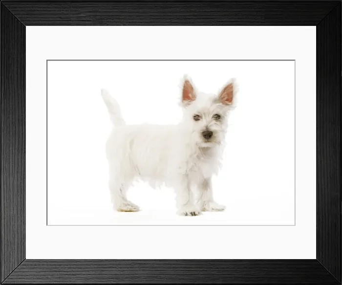 Framed Print : Dog - West Highland Terrier - puppy in studio Framed Print : Dog - West Highland Terrier - puppy in studio