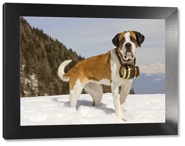 Dog - St Bernard - Mountain Resuce dog wearing barrel round neck in snowy mountain setting