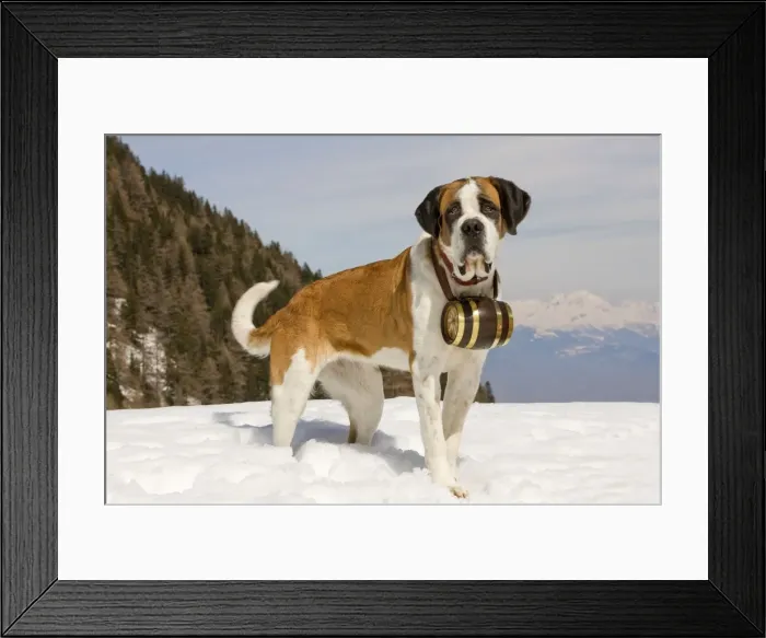 Framed Print : Dog - St Bernard - Mountain Resuce dog wearing barrel round neck in snowy mountain setting Framed Print : Dog - St Bernard - Mountain Resuce dog wearing barrel round neck in snowy mountain setting