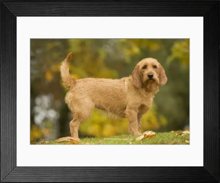 Framed Print : Dog - Basset Fauve de Bretagne. Also known as Tawny Brittany Basset Framed Print : Dog - Basset Fauve de Bretagne. Also known as Tawny Brittany Basset