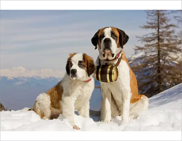 Dog - St Bernard - Mountain Resuce dog wearing barrel round neck in snowy mountain setting with puppy