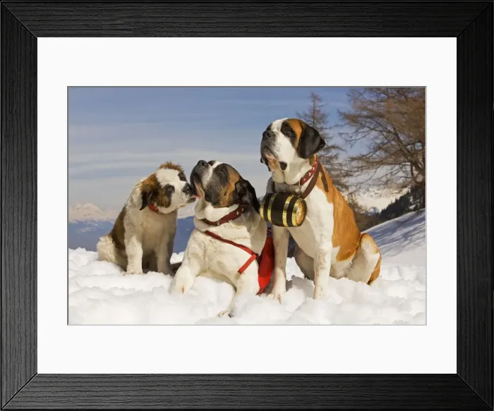 Framed Print : Dog - St Bernard - two Mountain Resuce dogs wearing barrel round neck and first aid kit in snowy mountain setting with puppy Framed Print : Dog - St Bernard - two Mountain Resuce dogs wearing barrel round neck and first aid kit in snowy mountain setting with puppy