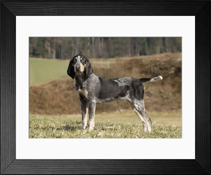Framed Print : Dog - Petit Bleu de Gascogne Framed Print : Dog - Petit Bleu de Gascogne