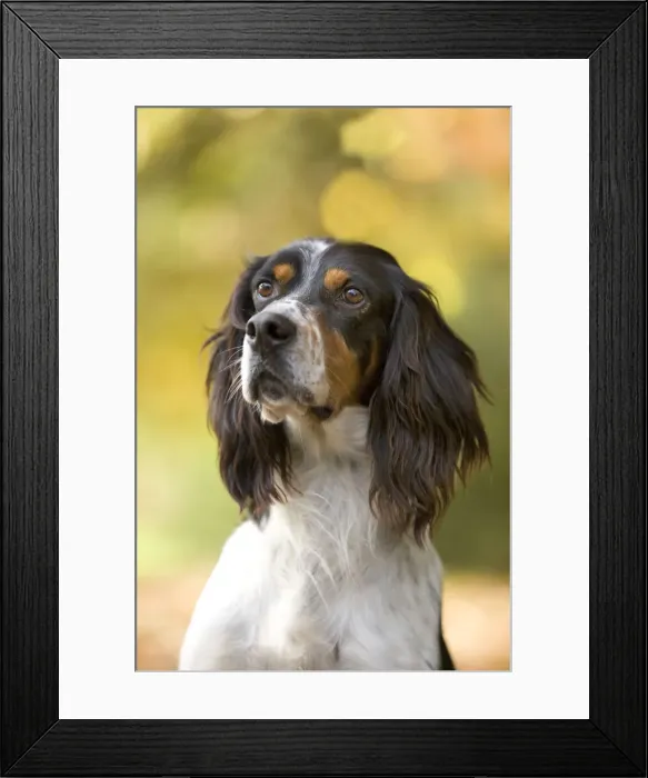 Framed Print : Dog - English Setter Framed Print : Dog - English Setter