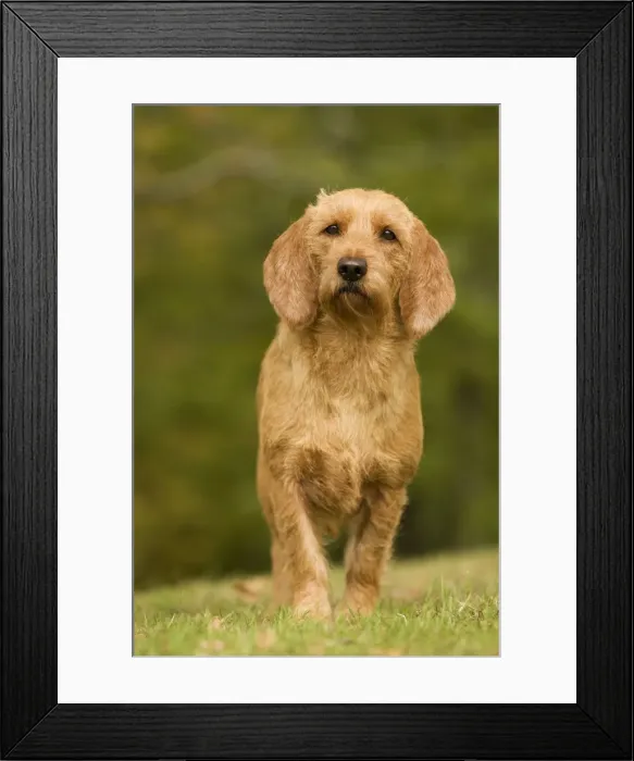 Framed Print : Dog - Basset Fauve de Bretagne. Also known as Tawny Brittany Basset Framed Print : Dog - Basset Fauve de Bretagne. Also known as Tawny Brittany Basset