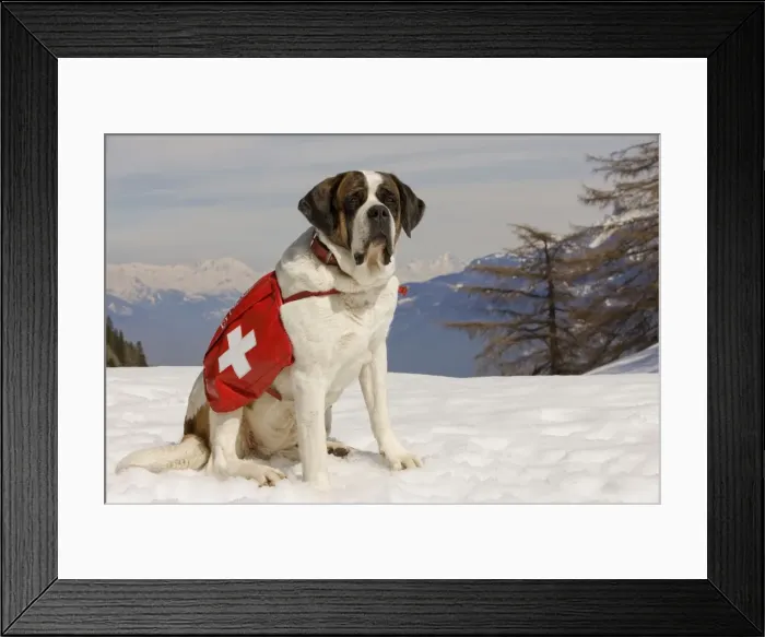 Framed Print : Dog - St Bernard - Mountain Resuce dog wearing barrel round neck in snowy mountain setting Framed Print : Dog - St Bernard - Mountain Resuce dog wearing barrel round neck in snowy mountain setting