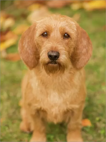 Dog - Basset Fauve de Bretagne. Also known as Tawny Brittany Basset
