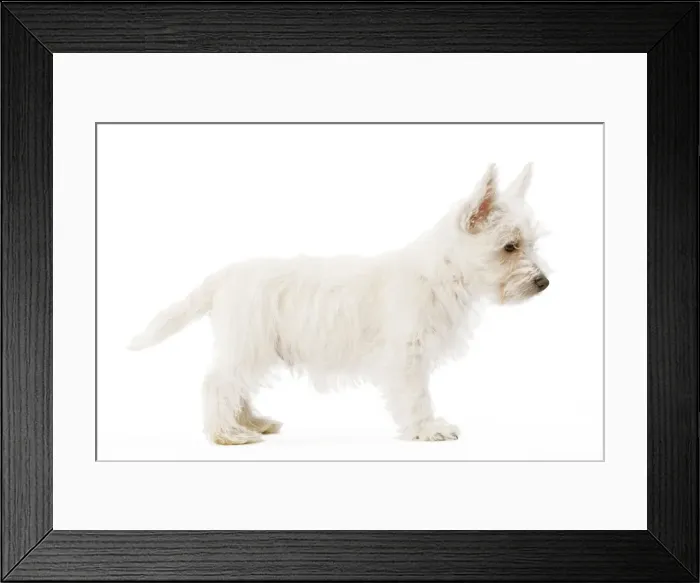 Framed Print : Dog - West Highland Terrier - puppy in studio Framed Print : Dog - West Highland Terrier - puppy in studio