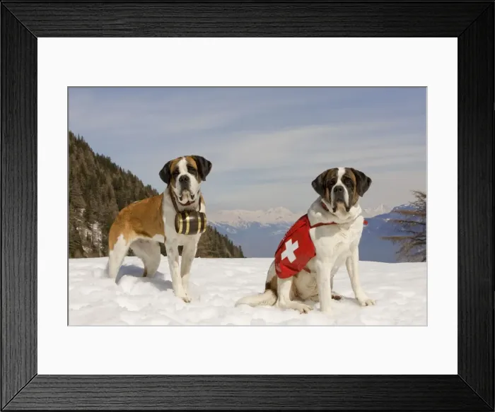 Framed Print : Dog - St Bernard - two Mountain Resuce dogs wearing barrel round neck and first aid kit in snowy mountain setting Framed Print : Dog - St Bernard - two Mountain Resuce dogs wearing barrel round neck and first aid kit in snowy mountain setting