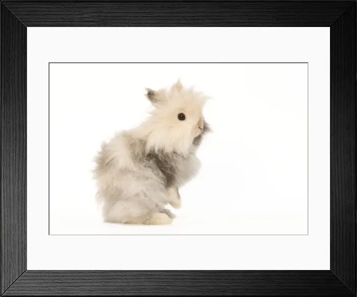 Framed Print : Rabbit - dwarf angora in studio Framed Print : Rabbit - dwarf angora in studio